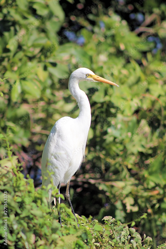 Intermediate Egret White Wading Bird Parry Lagoon Western Australia Intermediate Egret White Wading Bird Parry Lagoon Western Australia