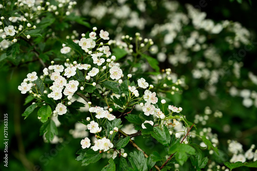 White hawthorn flowers with pink pistils.