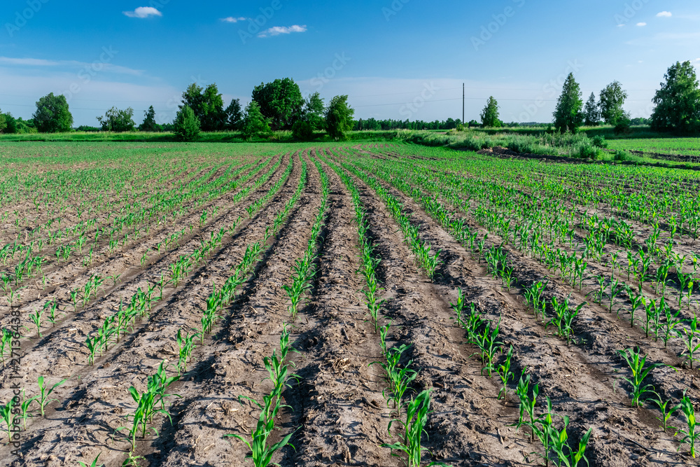 Obraz premium Young corn in summer
