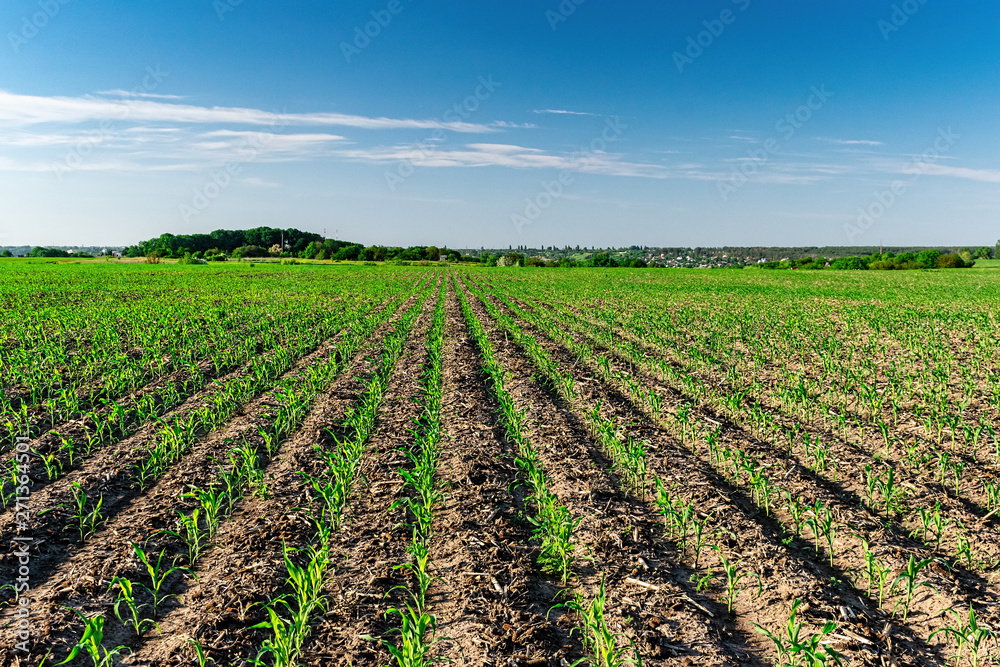 Young corn in summer