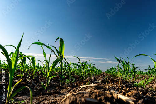 Young corn in summer