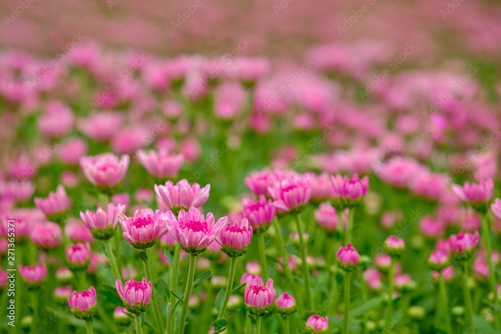 Pink Chrysanthemum flower in the gerden Pink Chrysanthemum flower in the gerden