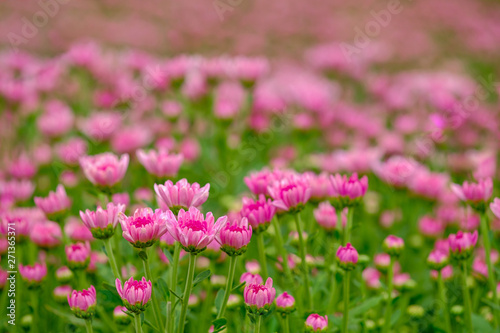 Pink Chrysanthemum flower in the gerden