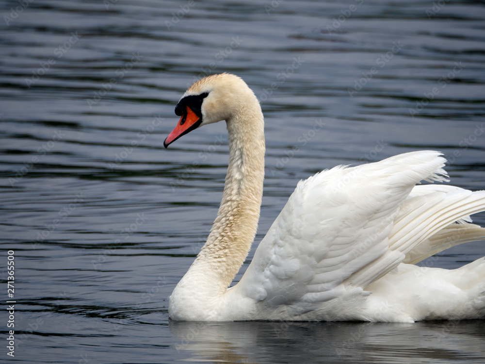 The White Swan gracefully floats in the water. The White Swan gracefully floats in the water.