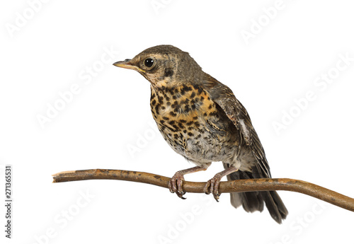 Nestling thrush fieldfare sitting on a branch