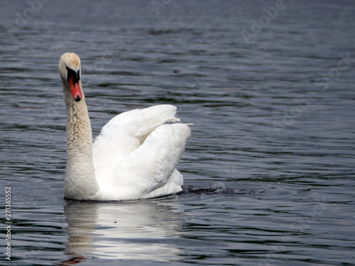 The White Swan gracefully floats in the water.