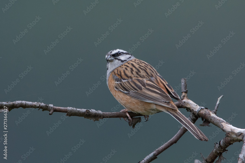 Fototapeta premium Zippammer