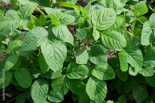 фотографія 大豆畑、6月、若葉の大豆