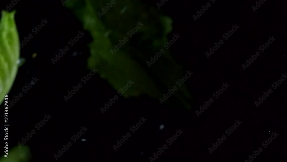 Macro of salad leaves and water drops falling against black background Macro of salad leaves and water drops falling against black background
