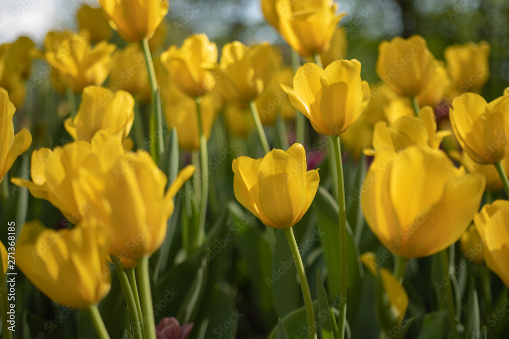 Yellow tulips bloom on a Sunny day in the Park on a background of green leaves Yellow tulips bloom on a Sunny day in the Park on a background of green leaves