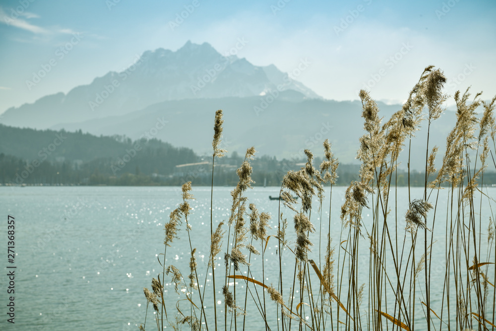 Reeds near Lake Lucerne and with Mount Pilatus in background