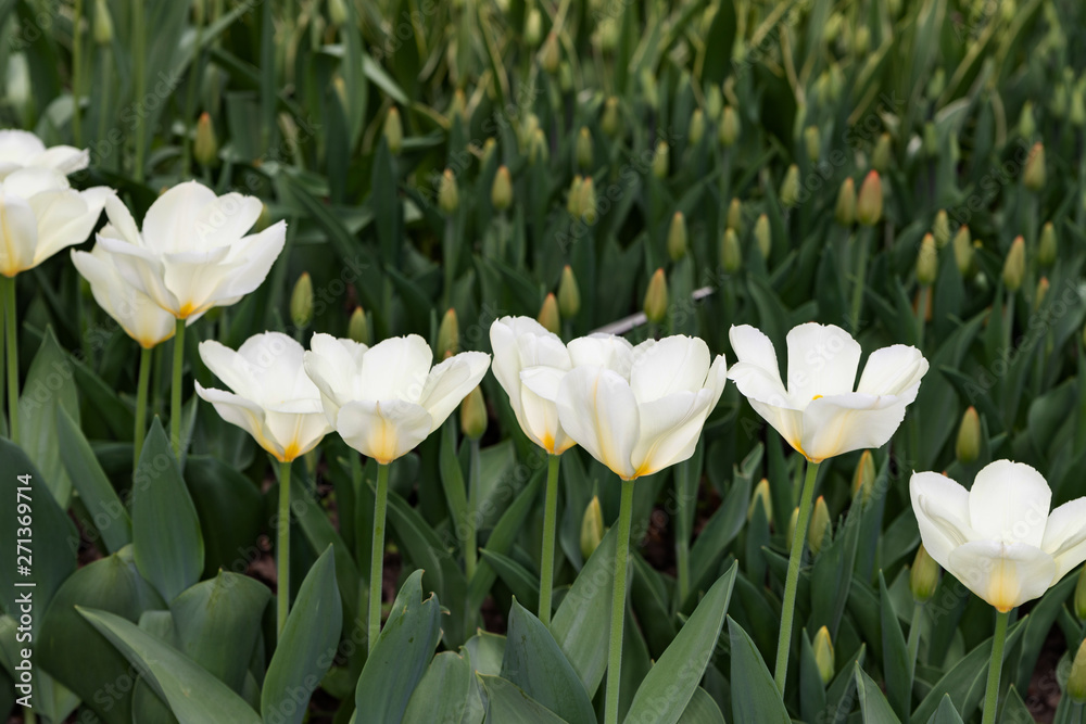 Close-up image of a white Tulip with a yellow middle