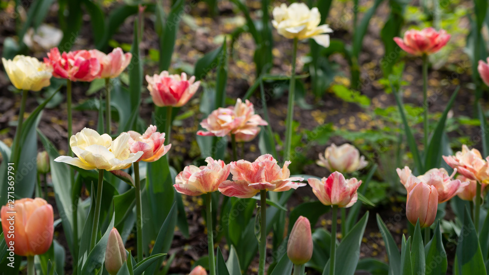 Multicolored tulips bloomed on a flower bed in spring