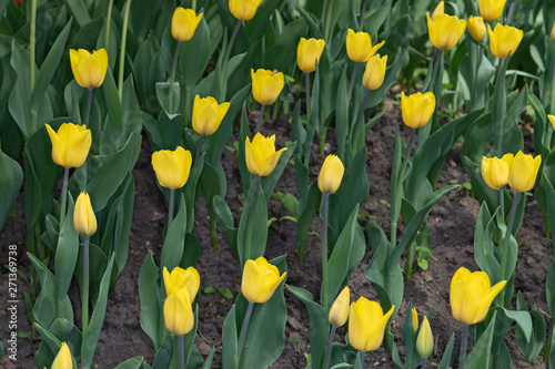Yellow tulips bloom on a Sunny day in the Park on a background of green leaves