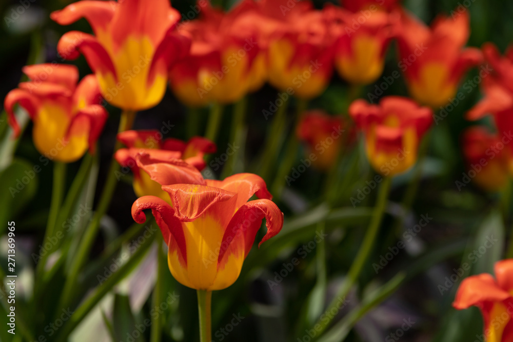 yellow tulips with red pattern on a green background of foliage in early spring yellow tulips with red pattern on a green background of foliage in early spring