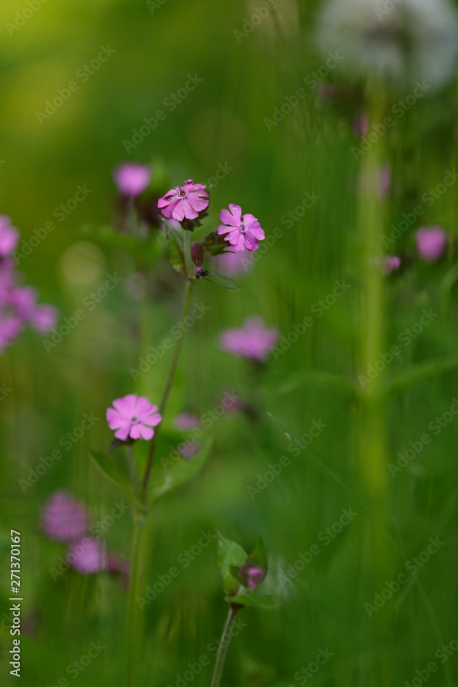 Red Campion (Silene dioica) growing wild in Finlands forest