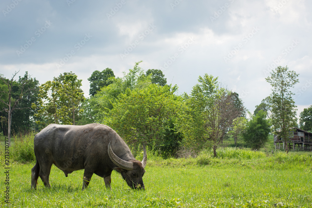 Naklejka premium Buffalo eating grass in farmland,soft focus.