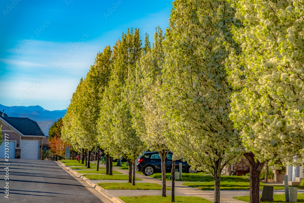 Row of trees on the side of a road in front of houses viewed on a sunny day