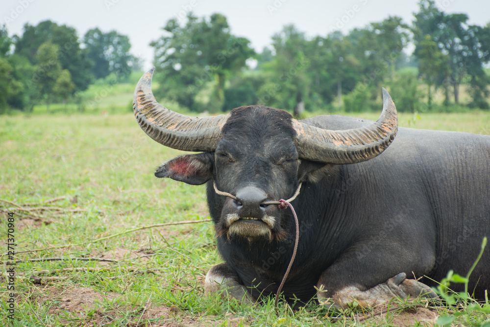 Buffalo eating grass in farmland,soft focus.