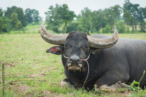 Buffalo eating grass in farmland,soft focus.
