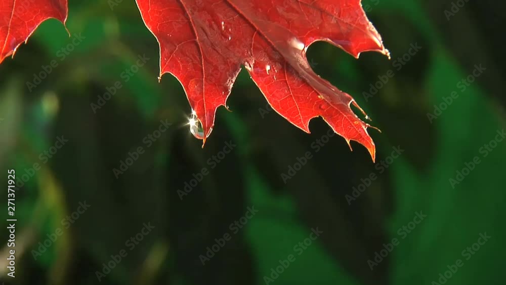 Rain Drops Dripping Off End Of Fall Coloured Leaf, Clean Fresh Water Rain Drops Dripping Off End Of Fall Coloured Leaf, Clean Fresh Water