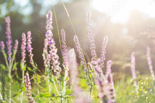 Sunny meadow