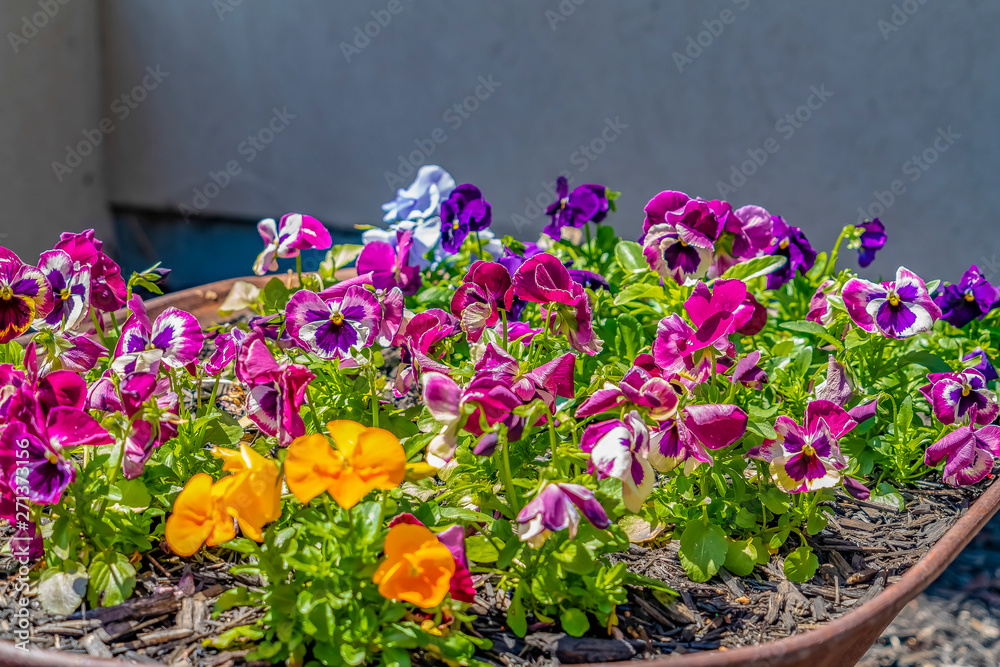 Flowers growing on an old rusty wheelbarrow and blooming under sunlight
