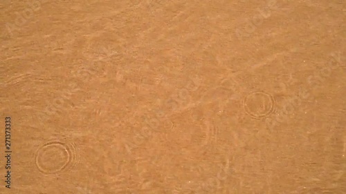 Wallpaper Mural Sand crabs swimming and burying themselves in slow motion Torontodigital.ca