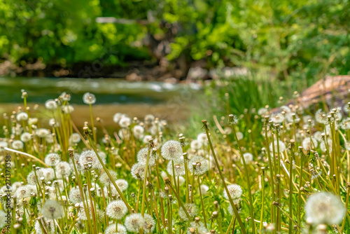 Dandelions growing around a creek viewed on a beautiful sunny day