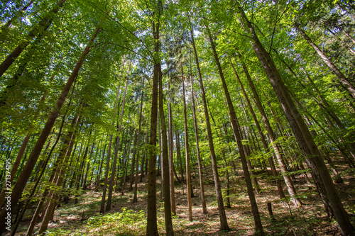 green forest in spring time