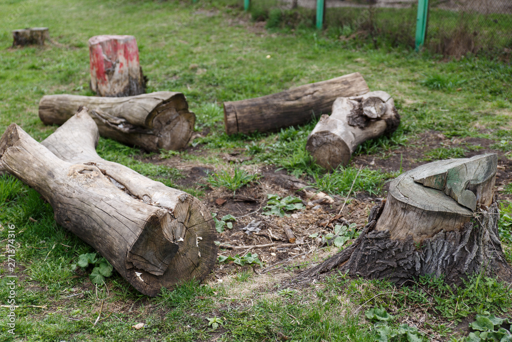 Fototapeta premium Logs from an old tree. Cut down an old tree on the ground. Deforestation.