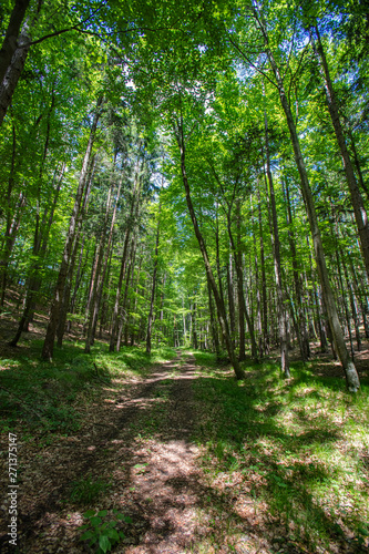 Fototapeta Naklejka Na Ścianę i Meble -  path in green forest