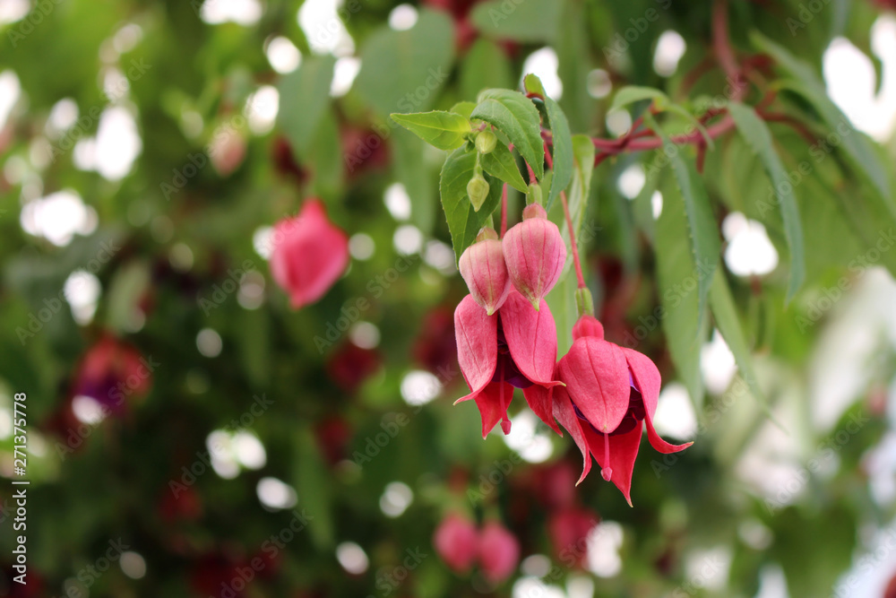 Pink flowers of Fuchsia. Four colorful flowers in a greenhouse.