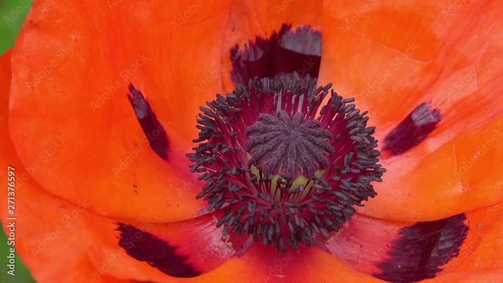 flowering red poppy in the nature flowering red poppy in the nature