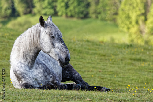 Cheval blanc au repos photo