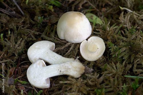 Calocybe gambosa, commonly known as St. George's mushroom, an edible wild mushroom from Finland