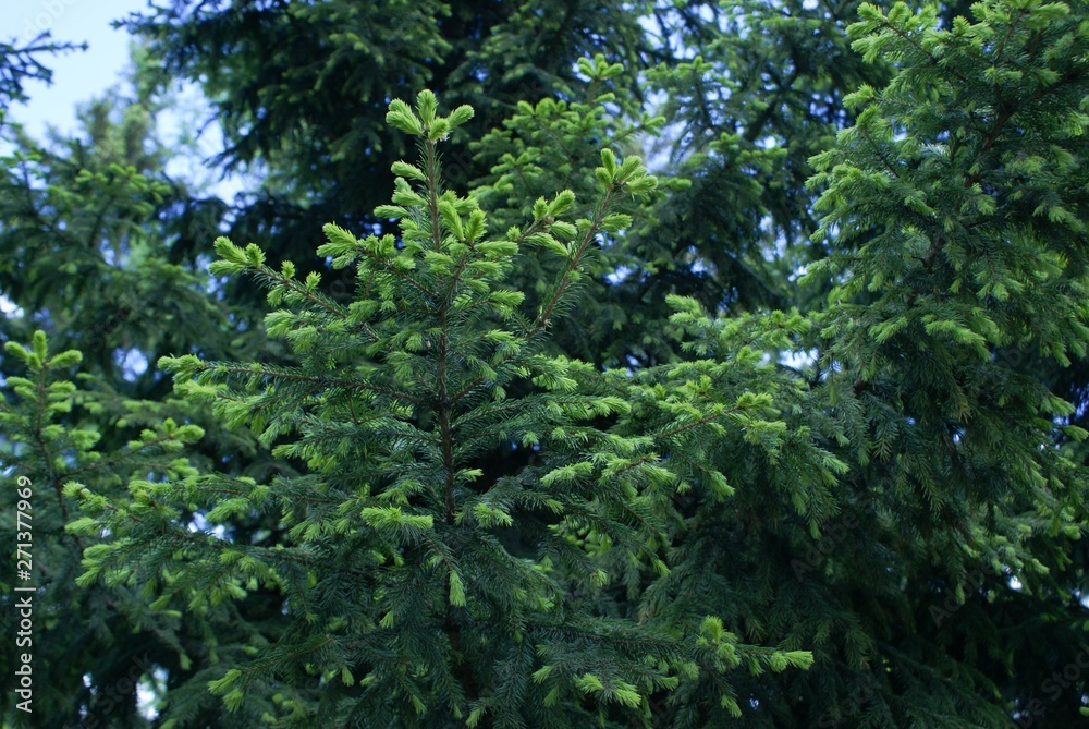 Young branches of ornamental spruce spring