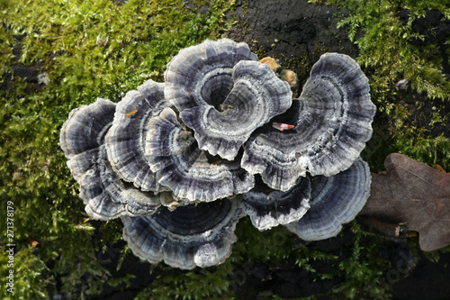 Trametes versicolor – also known as Coriolus versicolor and Polyporus versicolor - commonly called the turkey tail photo