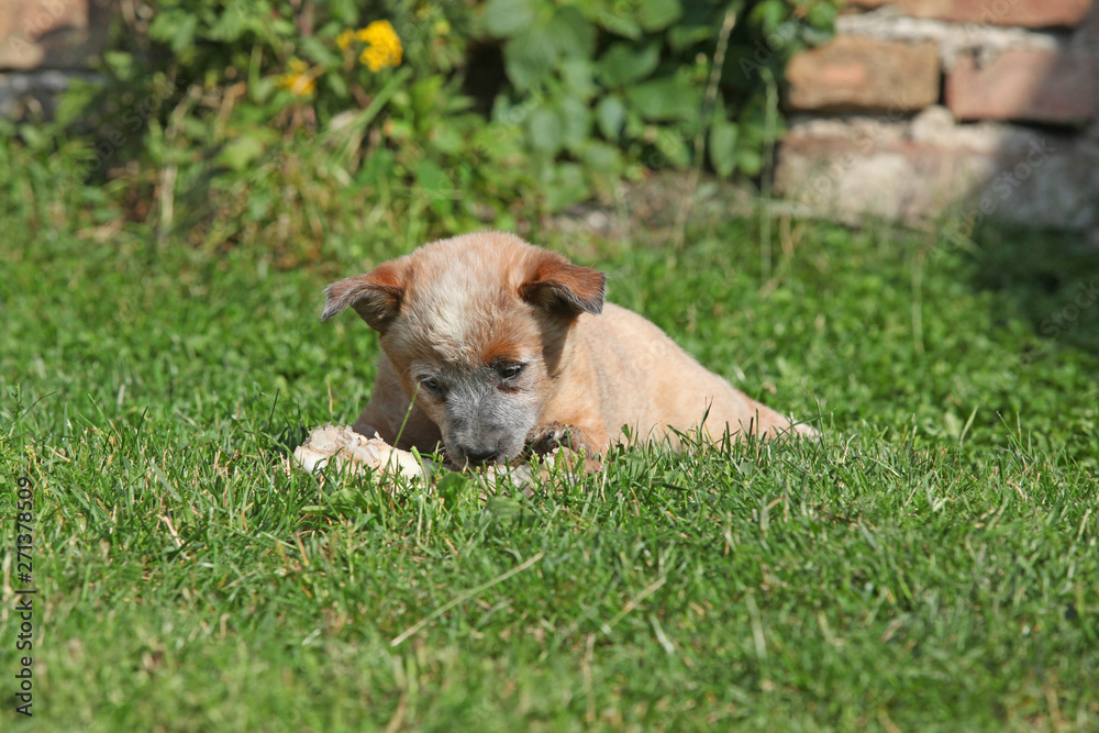 Nice Australian Cattle Dog lying on the grass Nice Australian Cattle Dog lying on the grass