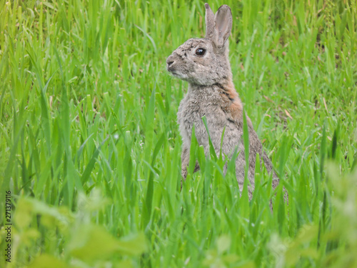 Wild rabbit in the Milano fields