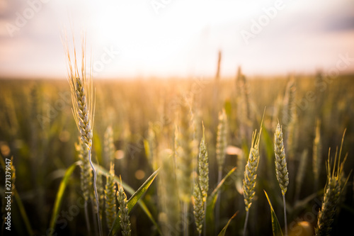 Green wheat on a field at sunset