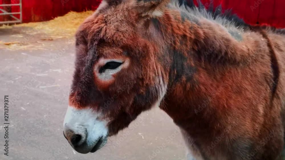 A donkey relaxing on a summers day in a farm A donkey relaxing on a summers day in a farm