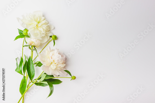 White puffy peonies on the light background