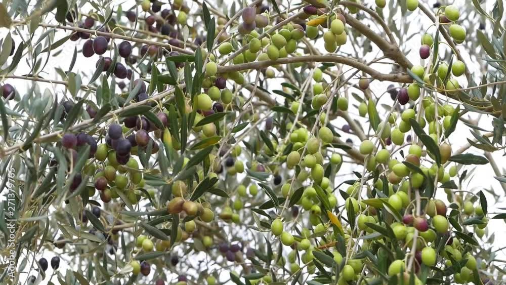 olive harvesting, olive tree full of olives, olive yield, black olives, green olives, olive harvesting, olive tree full of olives, olive yield, black olives, green olives,