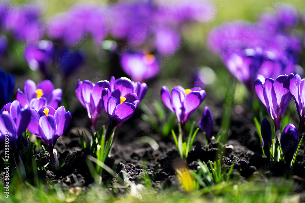 Close up photo of first fresh spring blooming Saffron flowers, Crocuses under sunlight. Close up photo of first fresh spring blooming Saffron flowers, Crocuses under sunlight.