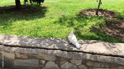 Dove couple making love in the park on a sunny day. Romantic bird couple. Groom escape..