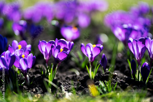 Fototapeta Naklejka Na Ścianę i Meble -  Close up photo of first fresh spring blooming Saffron flowers, Crocuses under sunlight.