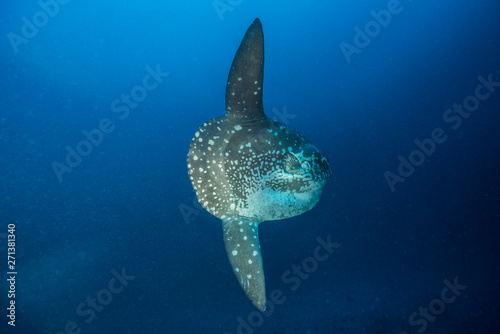 Fotografie Mola Mola in Nusa Penida