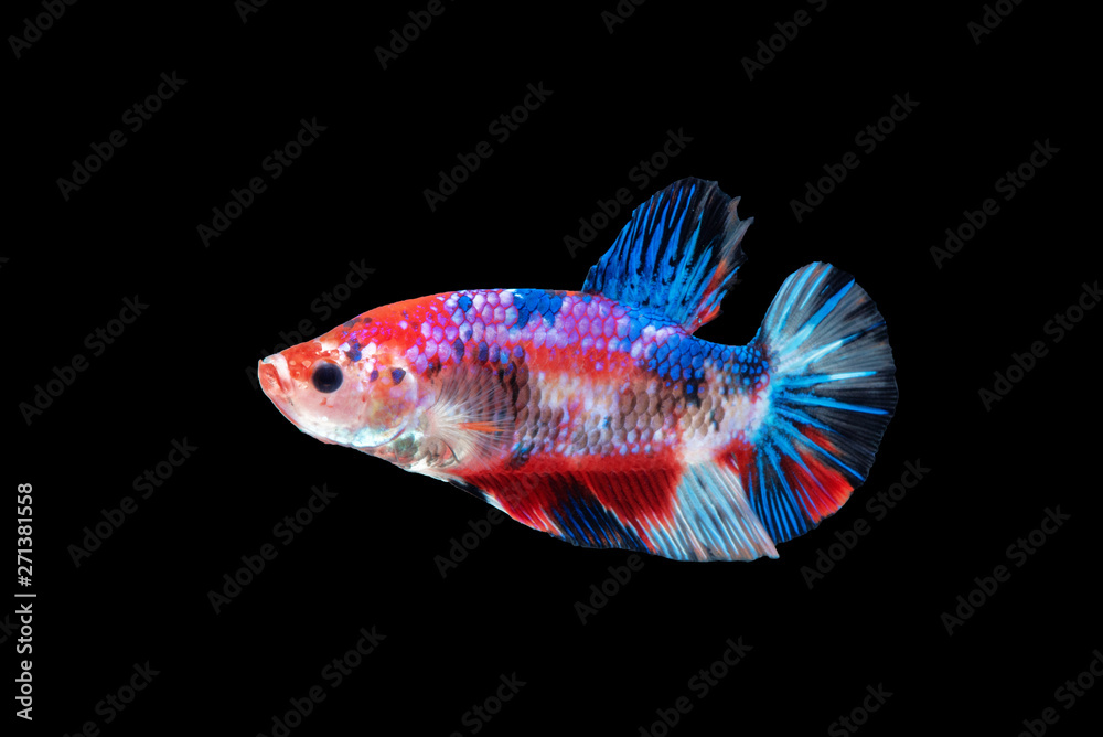 movement of Betta fish, siamese fighting fish, betta splendens isolated on black background movement of Betta fish, siamese fighting fish, betta splendens isolated on black background