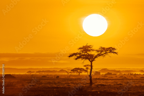 Sunrise over acacia trees in Amboseli
